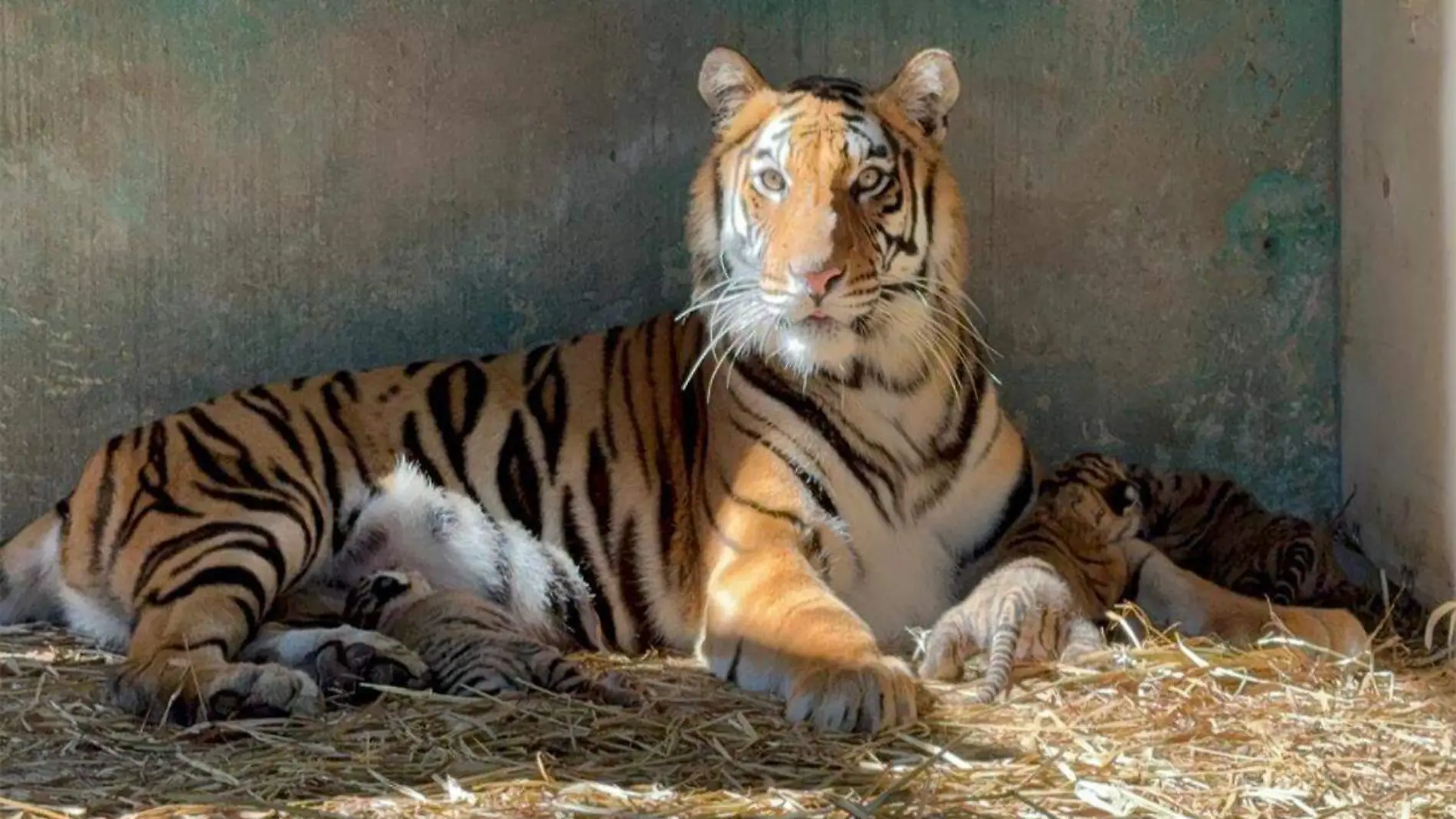 Tigres de bengala